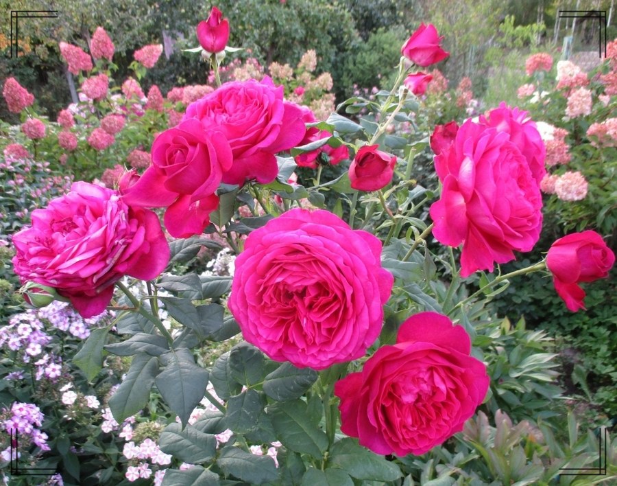 J. W. von Goethe Rose róże wielkokwiatowe